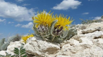 Tarih, Turizm ve Kültürel Değerler